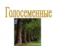 Презентация по биологии 6 кл Голосеменные