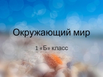 Презентация к уроку окружающего мира на тему: Кто такие рыбы?