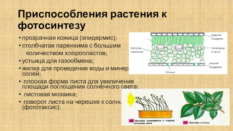 Функция столбчатой ткани листа