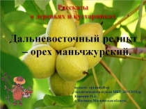 Рассказы о деревьях и кустарниках. Дальневосточный реликт - орех маньчжурский.