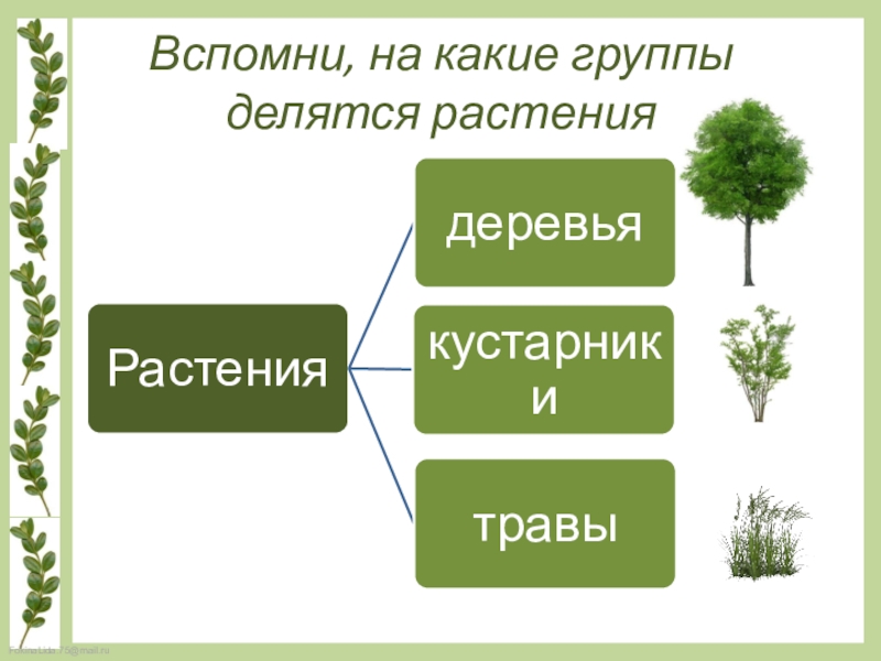 На какие две группы можно разделить растения. Растения делятся на. На какие группы делятся растения. Три группы растений. Растения леочтся на группы.