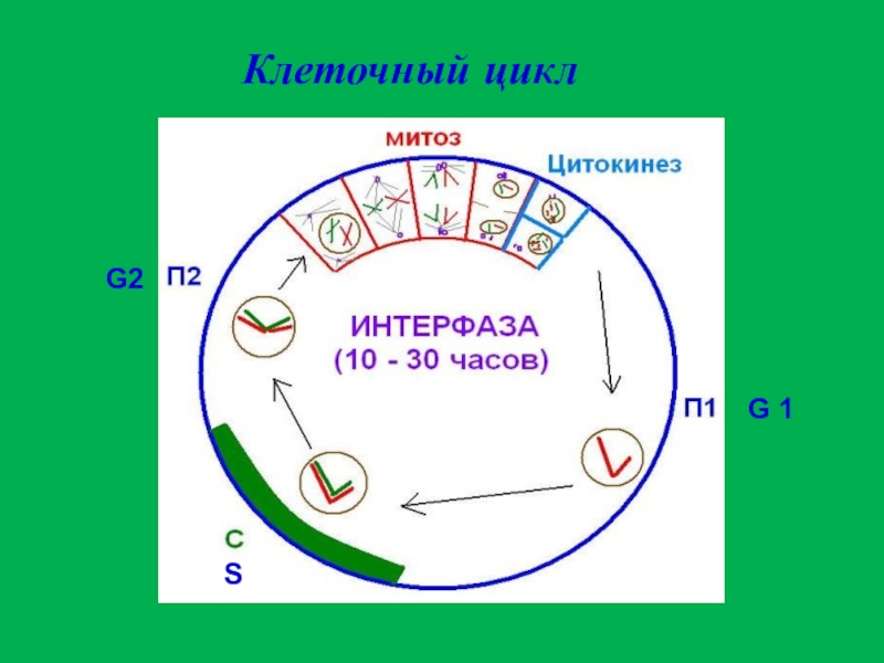 1 жизненный цикл клетки митоз. Схема клеточного цикла митоза. Схема клеточного и митотического циклов. Жизненный цикл клетки митоз схема. Деление клеток клеточный цикл.