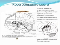 Кора большого мозга