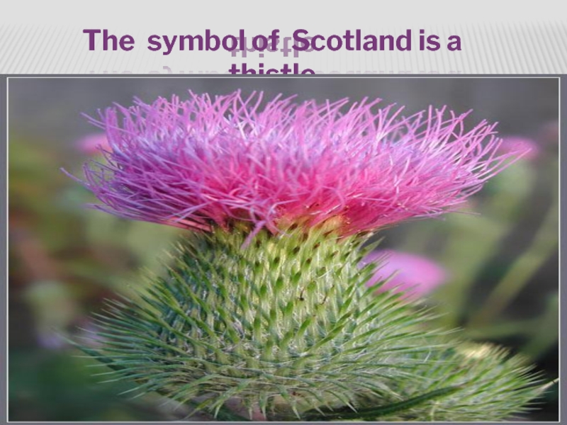 What is the symbol of scotland