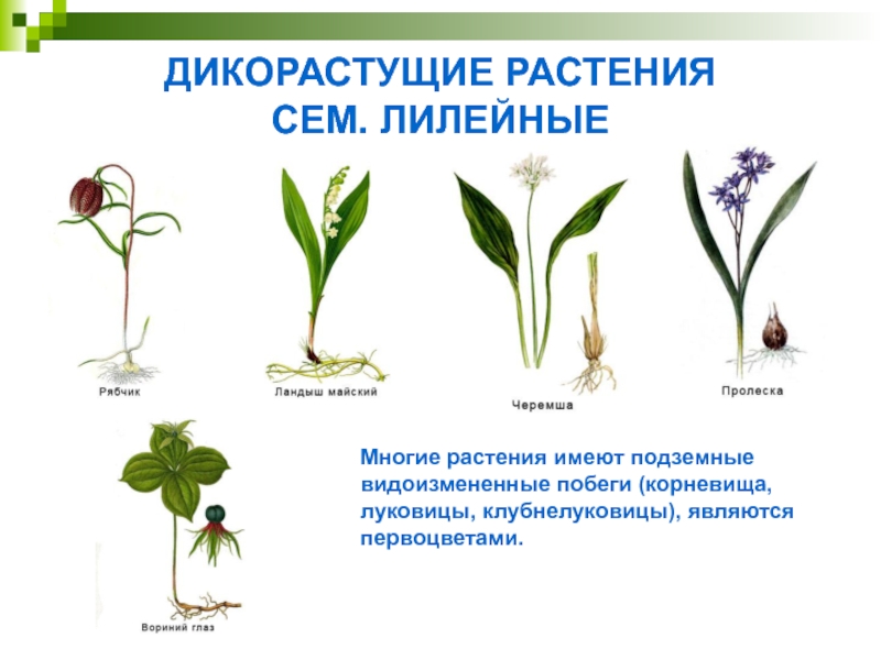 ДИКОРАСТУЩИЕ РАСТЕНИЯ  СЕМ. ЛИЛЕЙНЫЕМногие растения имеют подземные видоизмененные побеги (корневища, луковицы, клубнелуковицы), являются первоцветами.