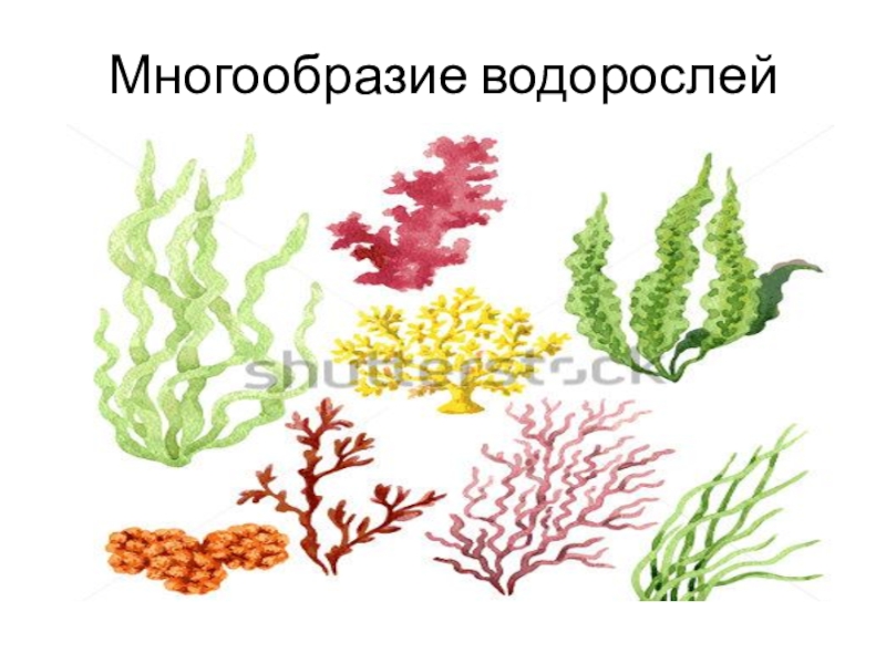 Презентация водоросли их разнообразие и значение в природе