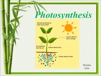 Презентация по английскому языку 10 класс на тему: Фотосинтез