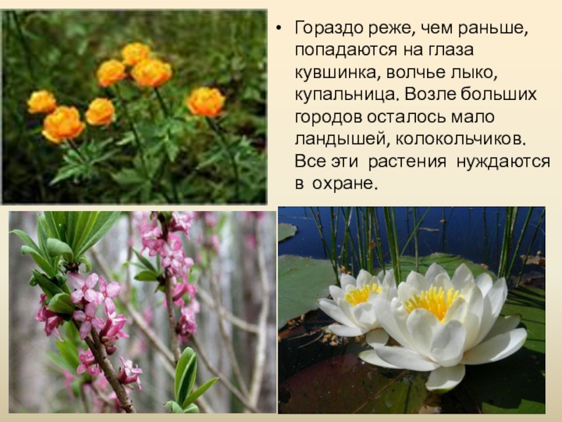 Растения иркутской области фото и описание