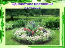 Презентация к занятию Однолетники в саду