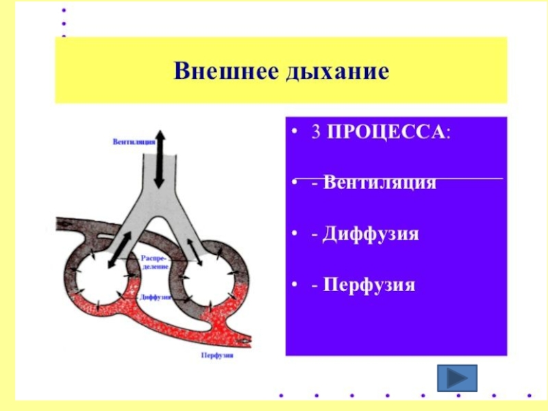 Дыхание транспорт газов