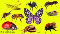 Презентация для детей старшего дошкольного возраста Мир насекомых.