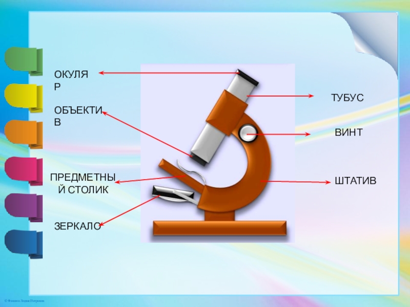 Микроскоп рисунок для 5 класса по биологии. Рисунок микроскопа 5 класс. Микроскоп 5 класс Трайтак. Рисунок микроскопа из учебника биологии 5. Микроскоп из учебника 5 класс.