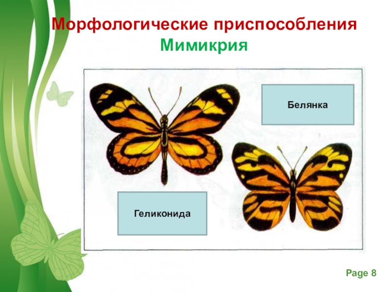 Мимикрия презентация 9 класс