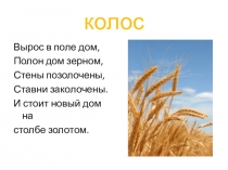 Презентация по технологии Колос (2 класс)