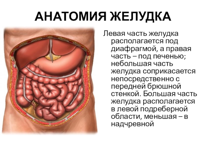 Желудок под печенью. Анатомия живота. Желудок расположен в брюшной полости. Желудок под диафрагмой располагается.