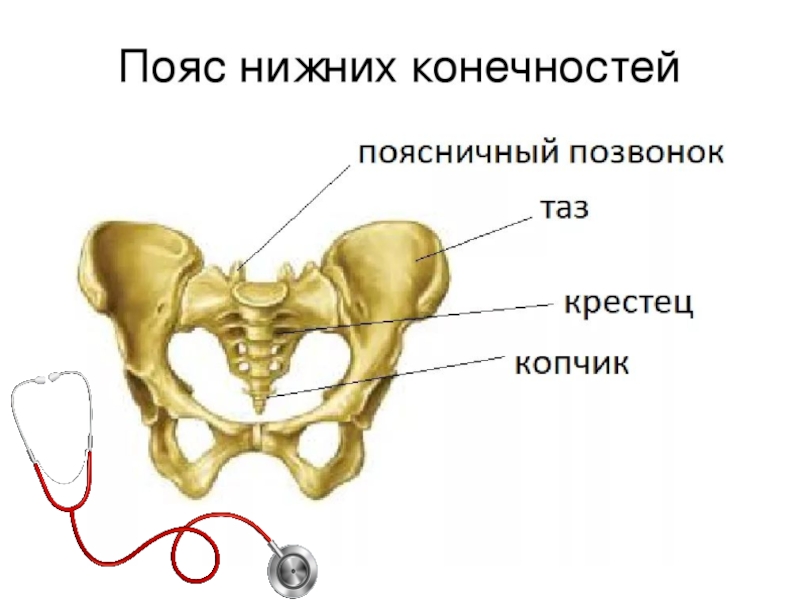 Кости нижней конечности тазовая кость. Скелет нижней конечности тазовая кость. Скелет пояса нижних конечностей состоит из. Скелет пояса  нижней конечности тазовая кость. Какие кости образуют пояс нижних конечностей.