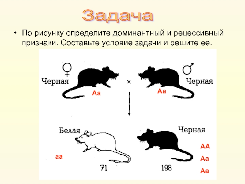 Задача про мышей. Задачи на доминантные и рецессивные признаки. Генетические задачи рисунки. Доминантный и рецессивный. Генетика задачи.