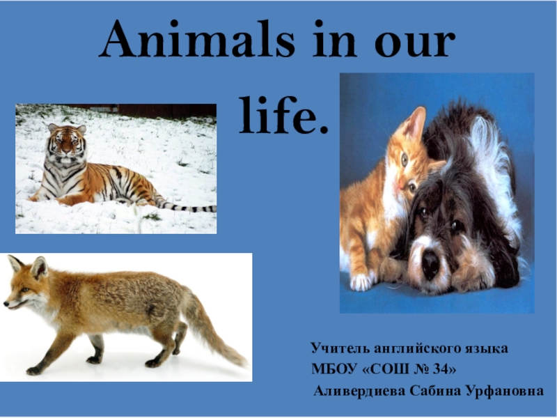 Презентация Презентация по английскому языку на тему Animals in our life