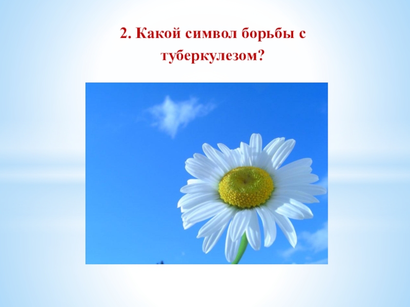 Какой символ лета. Символ борьбы с туберкулезом. Символом борьбы с туберкулёзом является.