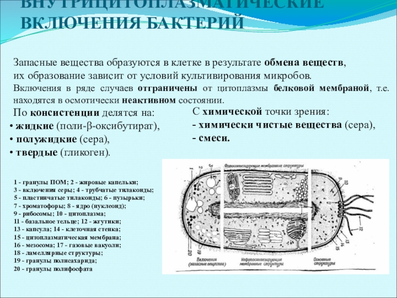 Основное запасное вещество клетки