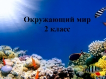 Презентация к уроку окружающий мир на тему: Какие бывают животные.