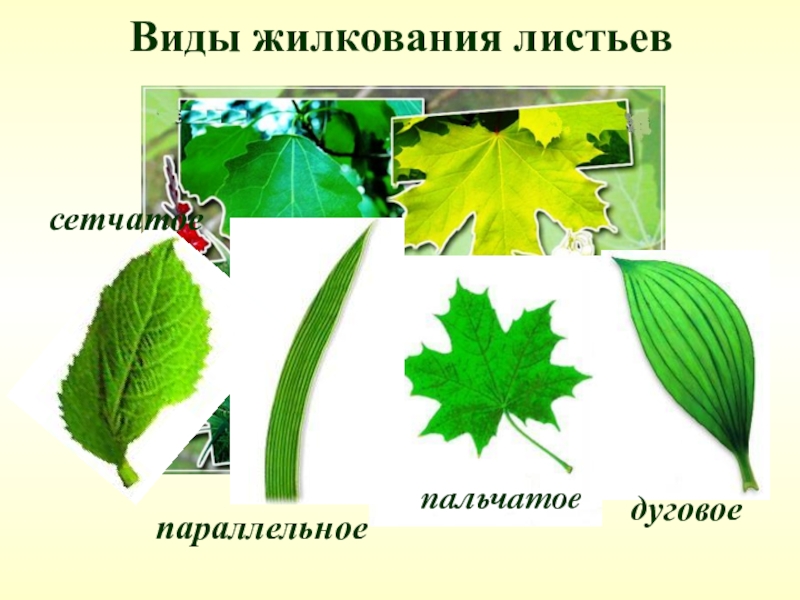 Презентация строение листа 6 класс. Пальчатое и сетчатое жилкование листа. Липа жилкование сетчатое. Пальчатое жилкование листьев. Типы жилкования листьев.