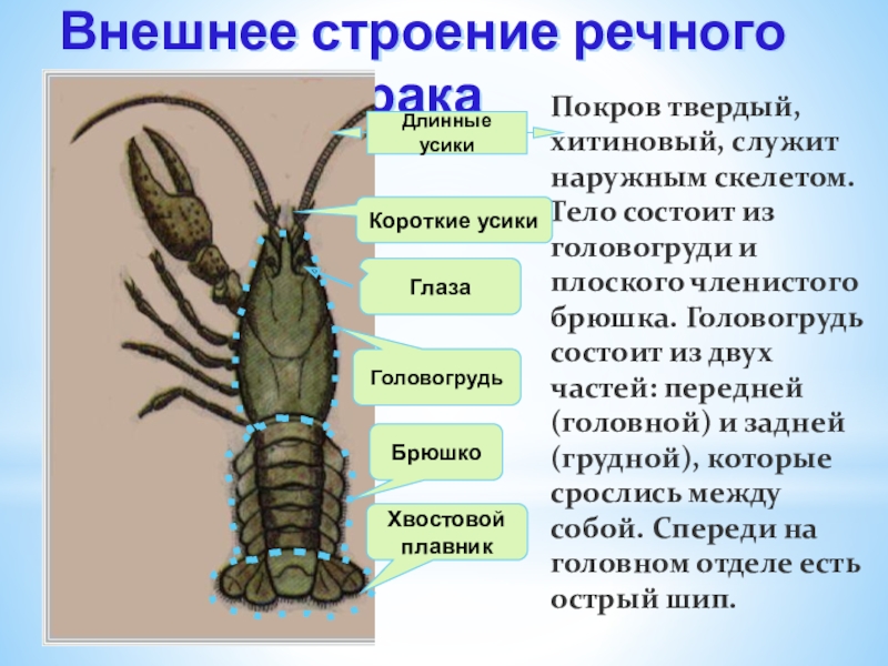 Картинка ракообразные биология 7 класс