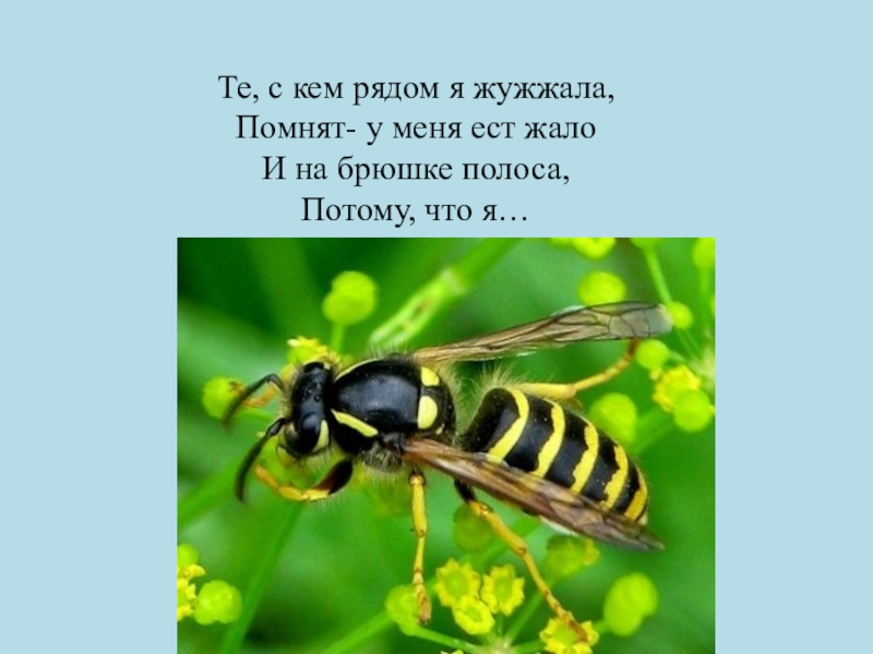 Жужжащее чтение в начальной школе презентация