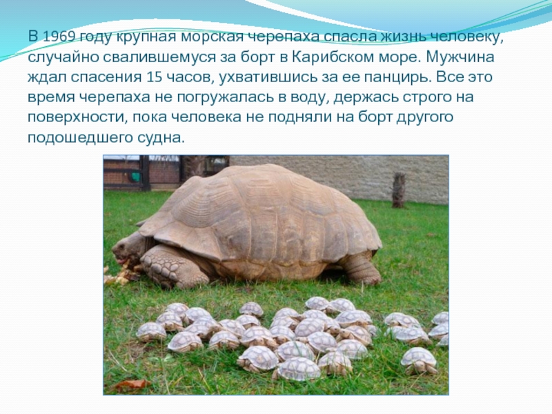 черепахи значение в природе и жизни человека. значение в природе и жизни человека черепах. значение пресмыкающихся в природе. пресмыкающиеся челябинской области. сравнение отрядов пресмыкающихся.