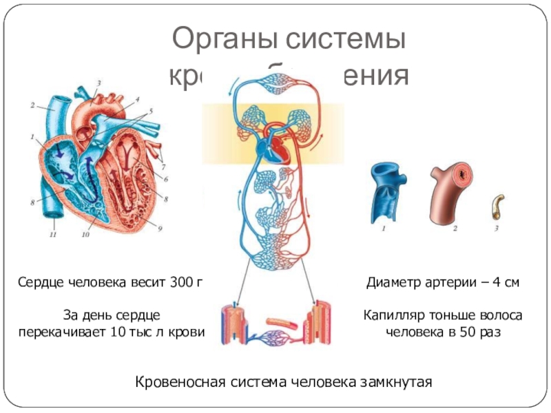 Проект по биологии 8 класс кровеносная система