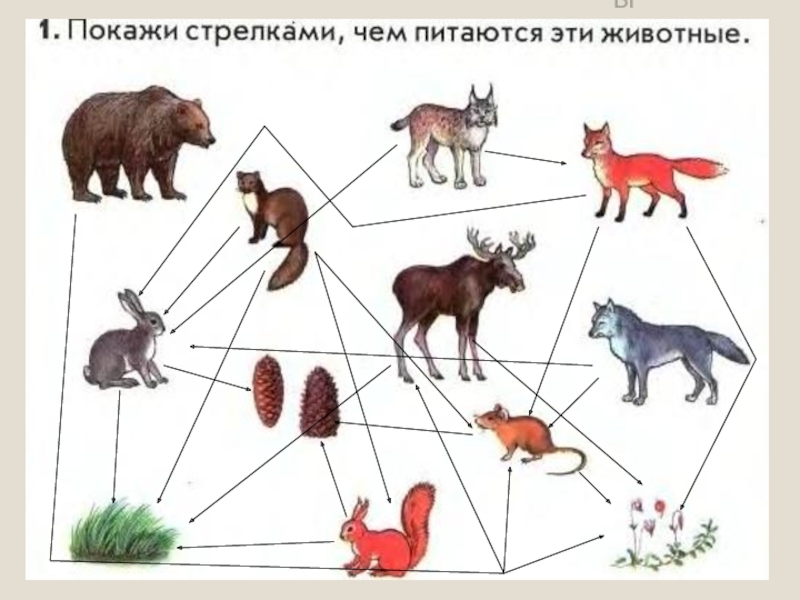 Покажи стрелками разного. Покажи стрелками чем питаются эти животные. Животные тайги схема. Покажи стрелками чем питаются эти животные обитатели тайги. Чем питаются животные тайги.