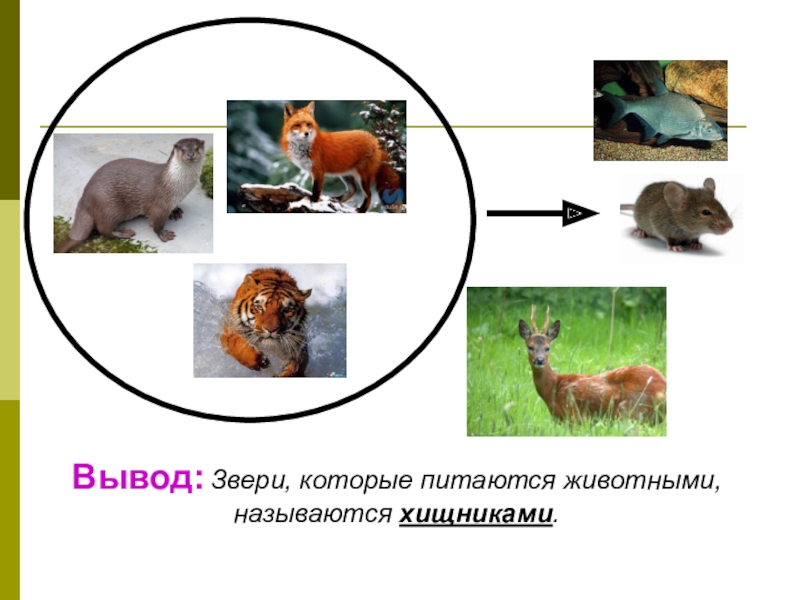 Презентация млекопитающие 1 класс