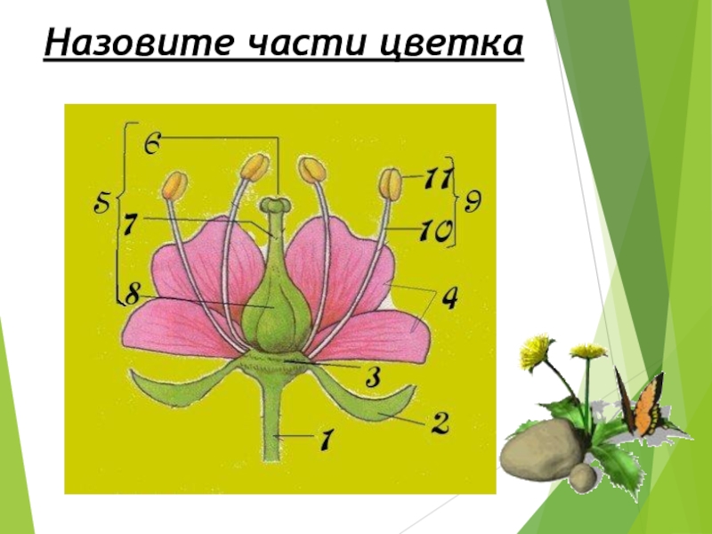 Строение растения 6 класс