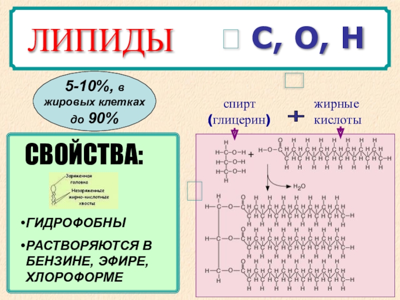 Презентация липиды 10 класс биология профильный уровень