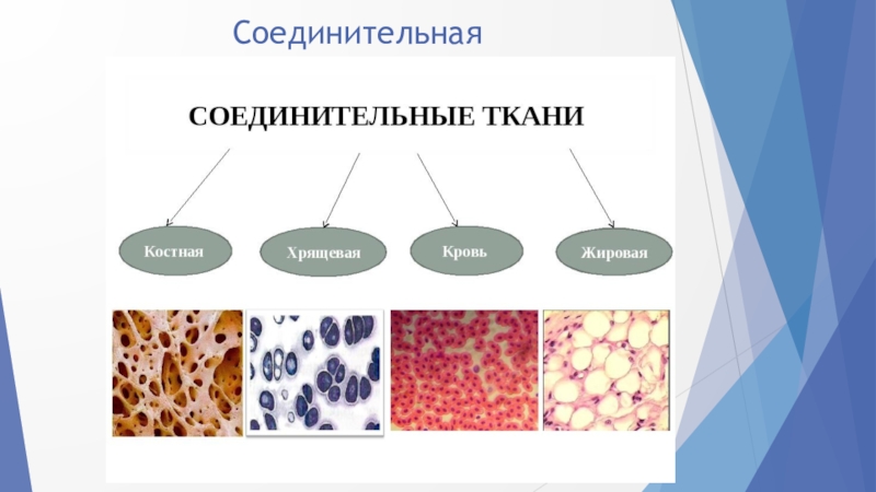 Ткани проект по биологии 8 класс