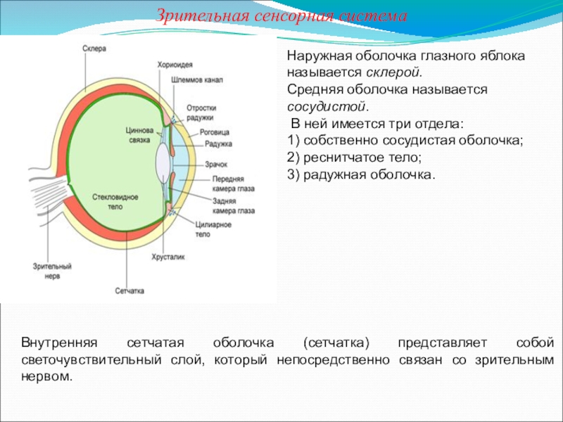 Презентация на тему зрительная сенсорная система