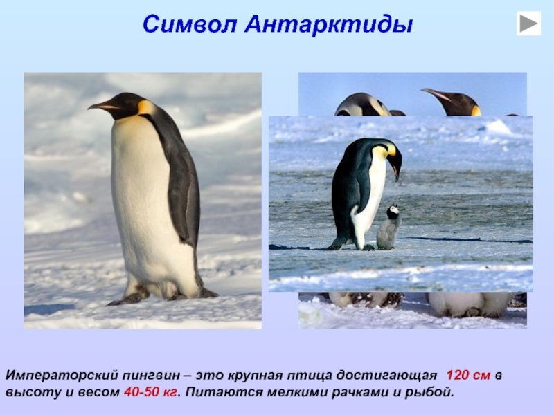 Символ АнтарктидыИмператорский пингвин – это крупная птица достигающая 120 см в высоту и весом 40-50 кг. Питаются