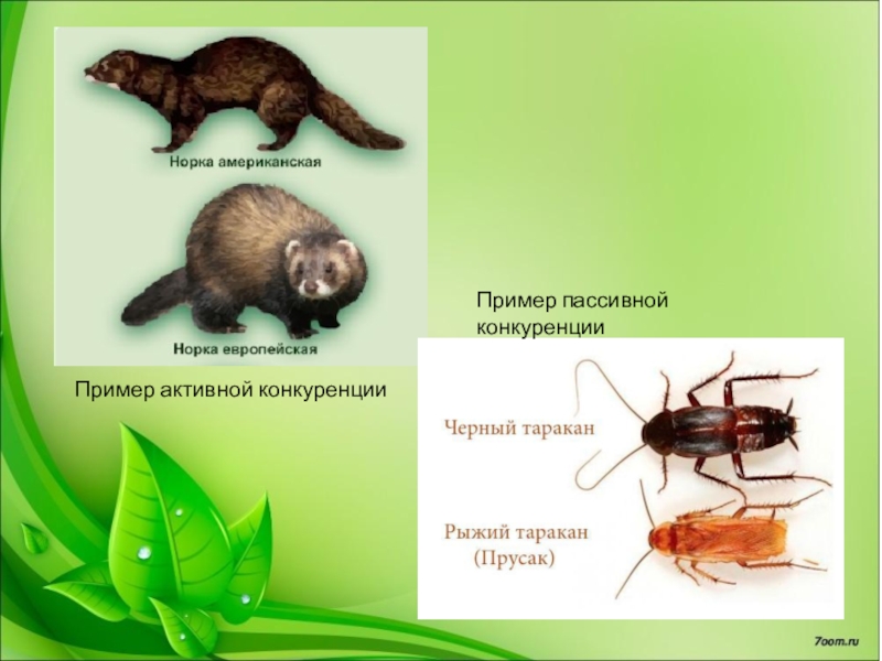 Конкурентные отношения картинки