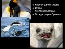 Презентация по биологии пот теме Птицы Безкилевые птицы