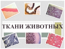 Презентация по биологии на тему Ткани животных