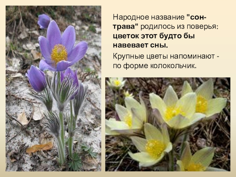 Растения иркутской области фото и описание