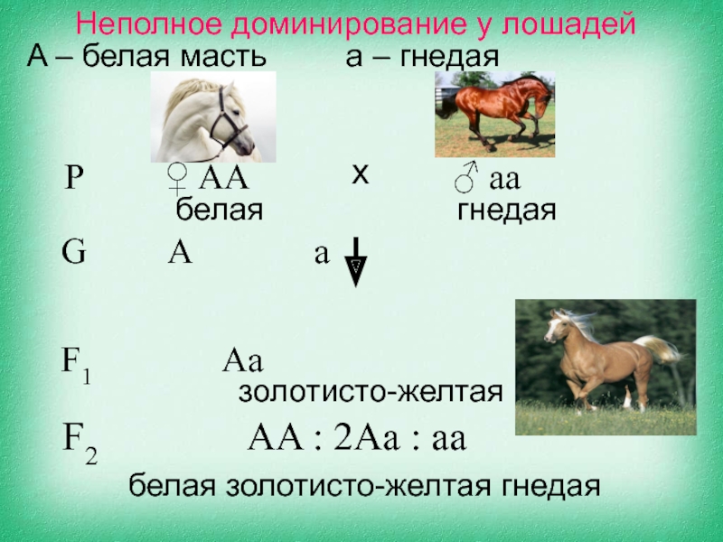 Неполное доминирование у лошадейA – белая мастьa – гнедая P  	  ♀ AA