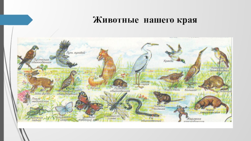 Животные нашего края 2 класс. Животные нашего родного края. Животные нашего края 4 класс. Звери нашего края. Проект животные нашего края.