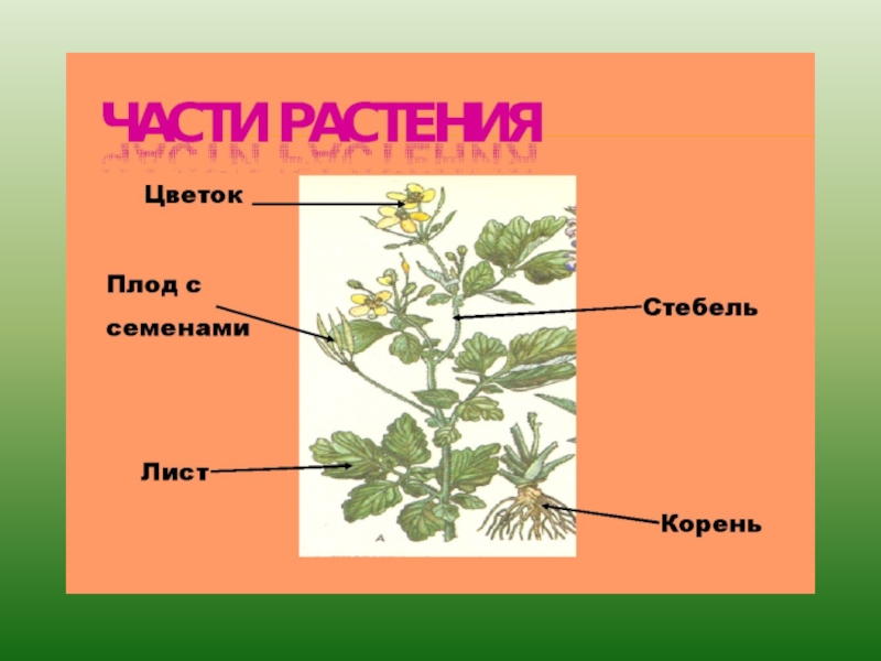 Многообразие растений 2 класс