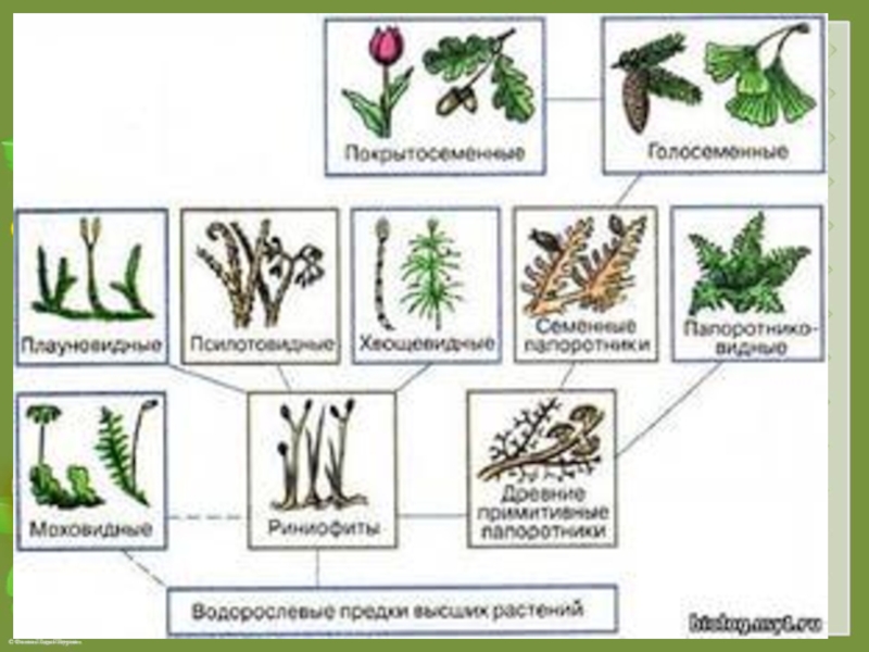 5 основных групп растений. Схема происхождения высших растений 5. Составить схему происхождения растений. Происхождение покрытосеменных растений схема. Происхождение и Эволюция высших растений схема.