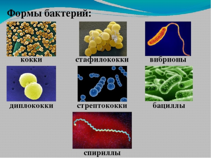 Разнообразие бактерий по форме презентация