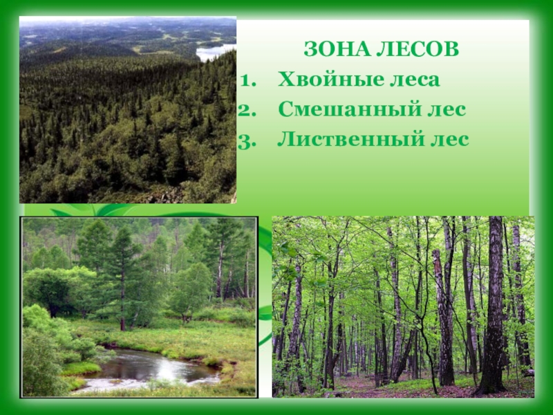 Леса россии презентация 1 класс. Природные зоны России 4 класс окружающий мир зона лесов. Зона лесов смешанные широколиственные Тайга. Смешанные леса природная зона. Зонк лесов.