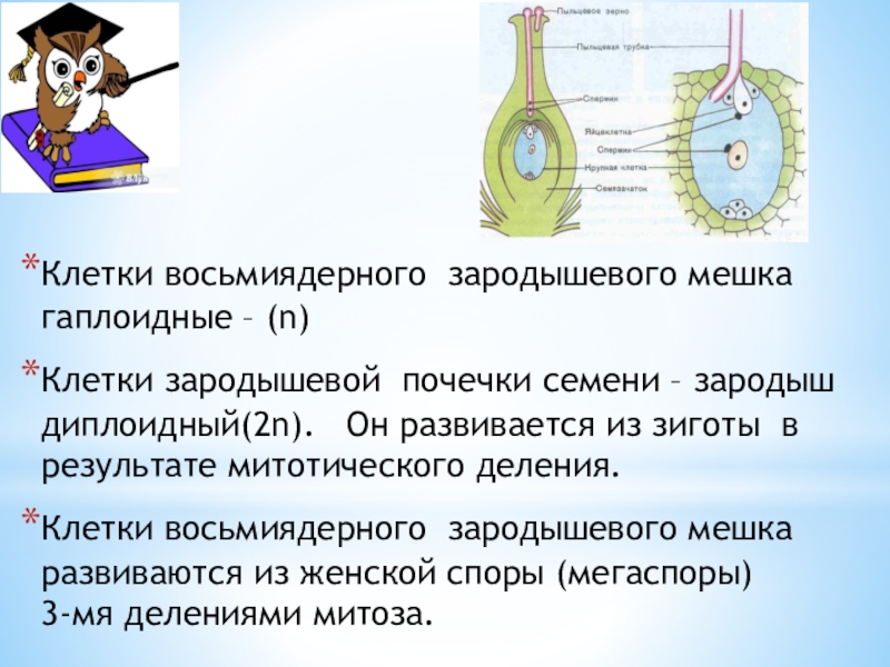 Хромосомный набор восьмиядерного зародышевого мешка