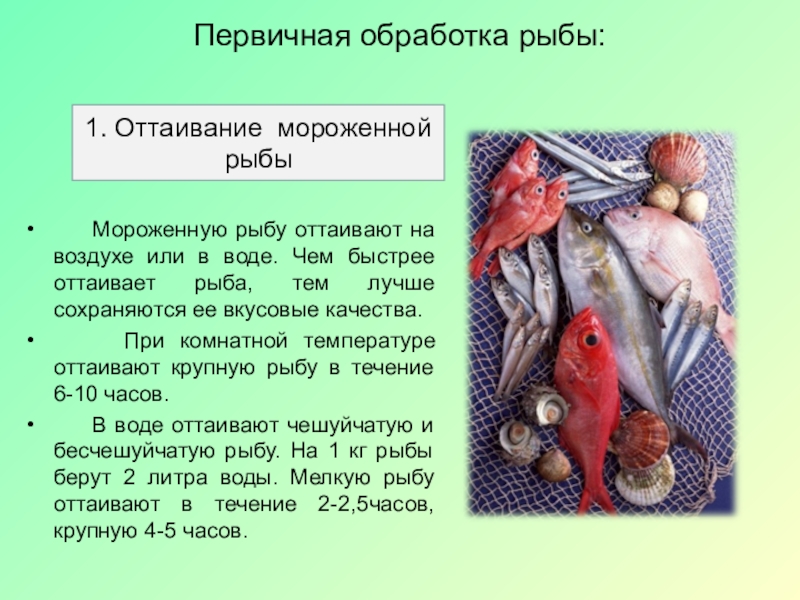 Технология рыбы. Первичная обработка рыбы. Первичная переработка рыбы. Первичная обработка замороженной рыбы. Этапы первичной обработки рыбы.