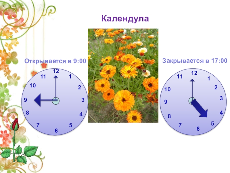 Растения часы